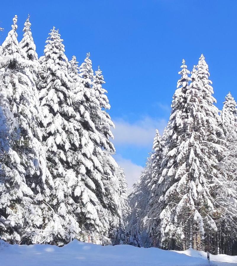 Ferienwohnung Vogelnest Im Schwarzwald 拜尔斯布龙 外观 照片