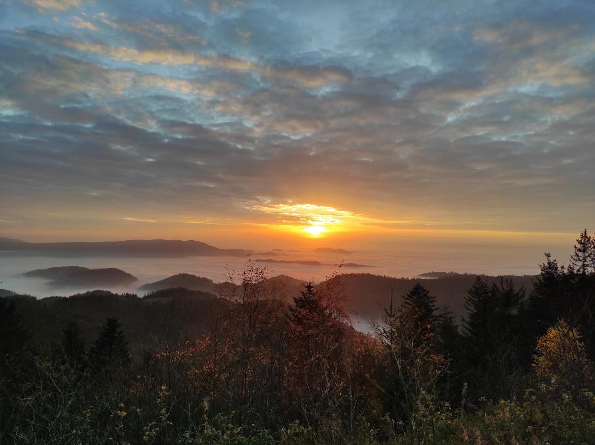 Ferienwohnung Vogelnest Im Schwarzwald 拜尔斯布龙 外观 照片